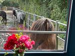 Dekoratives Detail - Ferienwohnung Isi-Blick für 4 bis zu Personen - Reiterferien - Top-Hundeurlaub