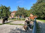 Landschaft - Ferienwohnung Vidja - Ferien auf dem Islandpferdehof für bis zu 4 Personen - Top-Hundeurlaub