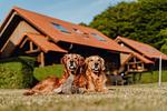 Garten - Economy Blockhaus Fernando Magellan - Top-Hundeurlaub
