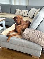 Haus 12a - Top-Hundeurlaub