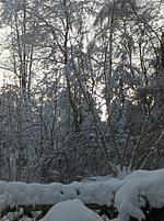 Gartenblick - FeWo Kibo am Waldesrand - Top-Hundeurlaub
