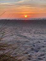 Seeschwalbe-13 - Seeschwalbe - Top-Hundeurlaub