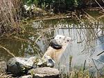 Ostsee Huus-19 - Ostsee Huus - Top-Hundeurlaub
