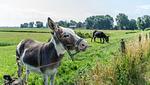 Tiere - Ferienwohnung Amrum auf dem Holmhof - Top-Hundeurlaub