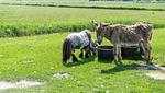 Pony - Ferienwohnung Amrum auf dem Holmhof - Top-Hundeurlaub