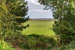Aussicht auf eine grüne Wiesenlandschaft - Boddenräuber 1 - Top-Hundeurlaub