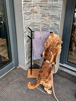 Black Forest Lodge am Feldberg im Schwarzwald - Top-Hundeurlaub