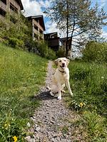 Black Forest Lodge am Feldberg im Schwarzwald - Top-Hundeurlaub
