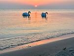 Strand - Bungalow am Meer - Top-Hundeurlaub