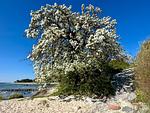 Strand - Bungalow am Meer - Top-Hundeurlaub