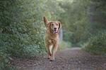 Hunde erlaubt - Alte Scheune - Hofblick - Top-Hundeurlaub