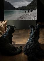 Ferienhaus Bleibe an der Jagst - Top-Hundeurlaub