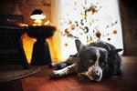 Ferienhaus Gersmühle - Top-Hundeurlaub