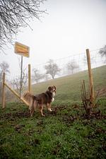 Ferienhaus Gersmühle - Top-Hundeurlaub