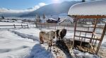 Chalet Seeliebe | Weissensee | Kärnten - Top-Hundeurlaub