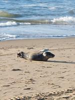 Eingezäuntes Ferienhaus vom Typ Strandperle mit Dünenblick  - Top-Hundeurlaub