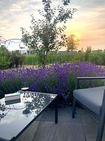 Chalet Inseltraum mit Zaun Nr. 83 - Top-Hundeurlaub