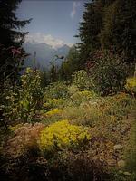 Bettmerlodge EG - Top-Hundeurlaub