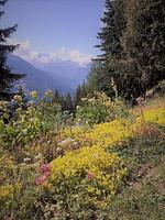 Bettmerlodge EG - Top-Hundeurlaub