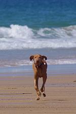 La bergerie in Surtainville - Top-Hundeurlaub