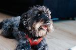 Apartment Brise - Top-Hundeurlaub