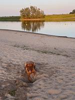 Chalet Inselperle mit Zaun Nr. 84 - Top-Hundeurlaub