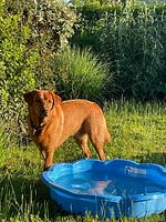 Chalet Inselperle mit Zaun Nr. 84 - Top-Hundeurlaub
