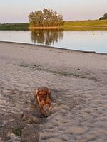 Chalet Inselperle mit Zaun Nr. 84 - Top-Hundeurlaub