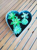 Dekoratives Detail - Eckwohnung C06 - Top-Hundeurlaub