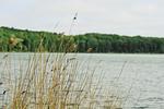 Landschaft - Apartment "Pine Hill Green" - Top-Hundeurlaub