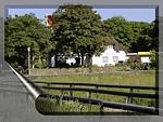 Blaue Stranddistel Teegelii Hof - Top-Hundeurlaub