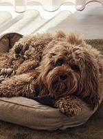 Dekoratives Detail - Apartment A1 „Zwei Bäder & Terrasse“ im "Pine Hill Resort" - Top-Hundeurlaub