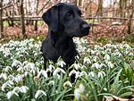 Landschaft - Vinkennest am Diemelsee - Top-Hundeurlaub