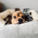 suite4you - stay  the Riedt way - Top-Hundeurlaub