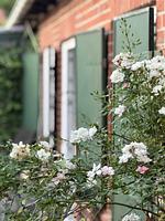 BAN/01A - Top-Hundeurlaub