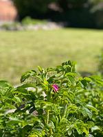 Lillehus - Top-Hundeurlaub