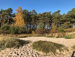 Reetdachhaus Weißdorn 1 - Top-Hundeurlaub