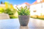 Dekoratives Detail auf der Terrasse - Wohnung 10 - Top-Hundeurlaub