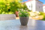 Dekoratives Detail auf der Terrasse - Wohnung 09 - Top-Hundeurlaub