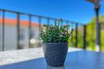 Balkon mit dekorativem Detail - Wohnung 39 - Top-Hundeurlaub