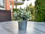 Terrasse mit Dekoratives Detail - Wohnung 23 - Top-Hundeurlaub