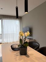 Schickes Apartment - Top-Hundeurlaub