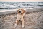 Ferienwohnung Deichblick Zingst - Ferienwohnung DEICHBLICK 200m zum Strand Zingst Darß - Top-Hundeurlaub
