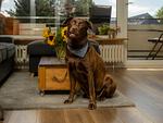 Abendsonne - Top-Hundeurlaub