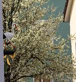 FeWo Storchennest Tettnang am Bodensee - Top-Hundeurlaub