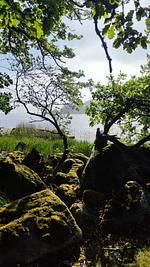 Waldlandschaft in Blekinge nahe dem Ferienhaus Vara Hemma - Vara Hemma - Top-Hundeurlaub