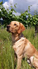 Weinhotel Lenz - Top-Hundeurlaub