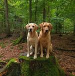 Weinhotel Lenz - Top-Hundeurlaub