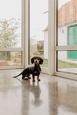 Stil 1827 - Top-Hundeurlaub