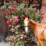 Ferienwohnungen Meinerdingen  - Top-Hundeurlaub